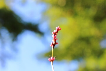 野原に咲くタデ (Creeping Smartweed)