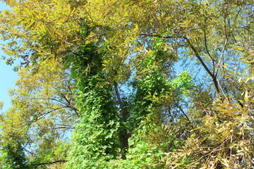 他の樹木に絡みつくホシアサガオ（little-bell）