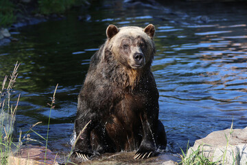 Sleepy Bear Portrait