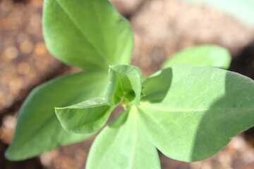 そら豆（Broad bean）の小さな芽が、力強く土から顔を出しています。