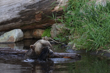 Sleepy Bear Portrait