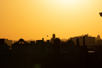 Cityscape sunset silhouette with bird flying over.