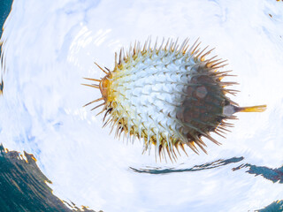 膨らんで水面を漂う美しいハリセンボン（ハリセンボン科）の半水面撮影。
英名学名：Balloon Porcupinefish (Diodontidae)
静岡県伊豆半島賀茂郡南伊豆町中木ヒリゾ浜2024年
