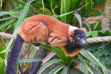 Close up portrait of cute red-ruffed lemur sitting on tree. The Red Ruffed Lemur is one of the most striking and recognizable lemur species, native to the northeastern rainforests of Madagascar. © Octa