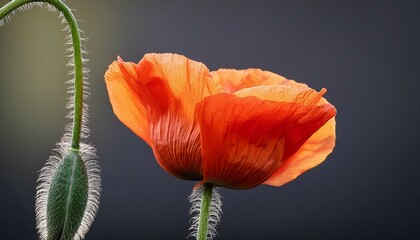 poppy flower in the wind