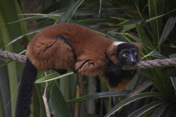 Obraz premium Close up portrait of cute red-ruffed lemur sitting on tree. The Red Ruffed Lemur is one of the most striking and recognizable lemur species, native to the northeastern rainforests of Madagascar.