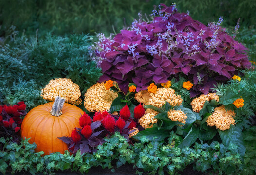 Pumpkin with celosia, marigold, coleus, and ivy in garden