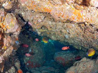 ナミマツカサ、ミナミハタンポ、チョウチョウウオ、アカハタ
英学名
Bigscale soldierfish,Myripristis kochiensis
Black-Stripe Sweeper,Pempheris schwenkii
Oriental ButterflyFish, Chaetodon aurites
Blacktip Grouper, Epinephelus fasciatus
