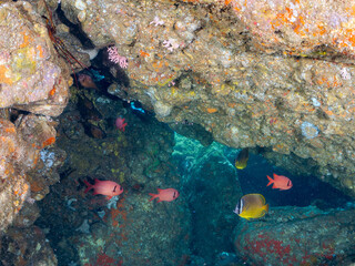 ナミマツカサ、ミナミハタンポ、チョウチョウウオ、アカハタ
英学名
Bigscale soldierfish,Myripristis kochiensis
Black-Stripe Sweeper,Pempheris schwenkii
Oriental ButterflyFish, Chaetodon aurites
Blacktip Grouper, Epinephelus fasciatus
