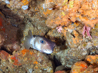 水中洞窟にいる
美しく大きなイシガキフグ（ハリセンボン科）。
英名学名：Pacific Burrfish (Chilomycterus reticulatus)
静岡県伊豆半島賀茂郡南伊豆町中木ヒリゾ浜-2024年
