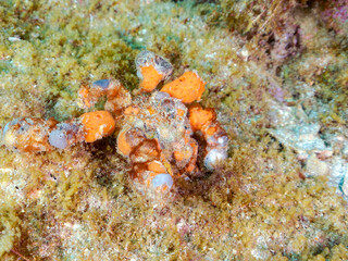 不思議で美しいモクズショイ（クモガニ科）。
体表に上手にカイメンを貼り付けて見事に擬態している。高海水温が続いているのでサンゴの白化現象が起きている。

英名、学名：Spyder decorator crab, Camposcia retusa
静岡県伊豆半島賀茂郡南伊豆町中木ヒリゾ浜-2024年
