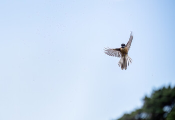 A beautiful fantail flying with wings wide open and aerial feeding on small insects in the air.