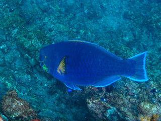 Fototapeta premium 大きく美しいアオブダイ（ブダイ科）他。 英名、学名：Knobsnout Parrotfish (Scarus ovifrons) 静岡県伊豆半島賀茂郡南伊豆町中木ヒリゾ浜-2024年 