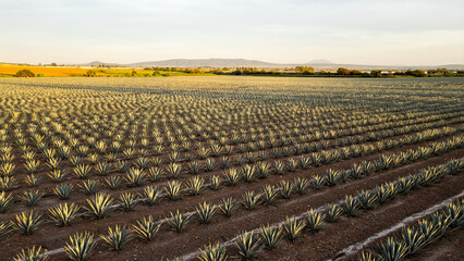 vista aérea tomada con drone de un paisaje agavero plantacion de agave para la producción del...