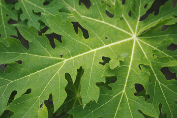 Papaya leaves also contain papain enzymes which are useful for dealing with digestive problems.