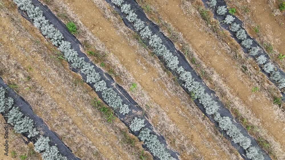 Poster drone shot of lavender plants growing in rows separated by black plastic mulch, creating a geometric