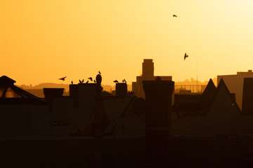 Cityscape sunset silhouette with bird flying over