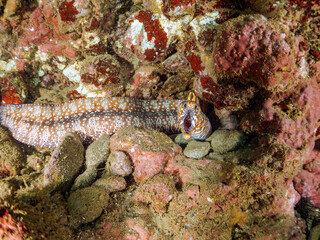 水中洞窟にいる、大きく美しいトラウツボ（ウツボ科）。
英名、学名：Dragon Moray (Enchelycore pardalis)
静岡県伊豆半島賀茂郡南伊豆町中木ヒリゾ浜-2024年
