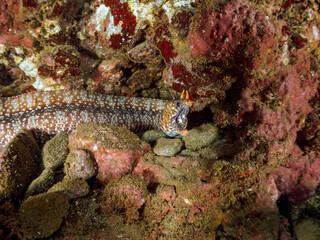 水中洞窟にいる、大きく美しいトラウツボ（ウツボ科）。
英名、学名：Dragon Moray (Enchelycore pardalis)
静岡県伊豆半島賀茂郡南伊豆町中木ヒリゾ浜-2024年
