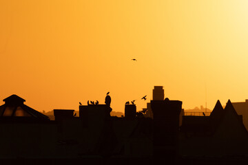 Fototapeta premium Cityscape sunset silhouette with bird flying over.