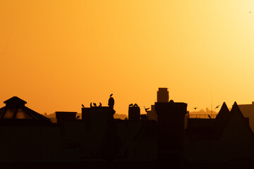 Obraz premium Cityscape sunset silhouette with bird flying over.