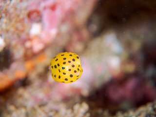 可愛いミナミハコフグ（ハコフグ科）の幼魚。
英名、学名：juvenileYellow...