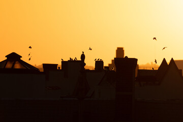 Cityscape sunset silhouette with bird flying over.