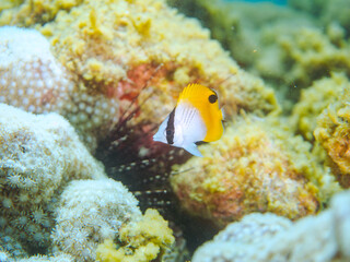 美しいトゲチョウチョウウオ（チョウチョウウオ科）の幼魚の群れ他。
英名、学名：Threadfin Butterflyfish, Chaetodon Auriga
静岡県伊豆半島賀茂郡南伊豆町中木ヒリゾ浜-2024年
