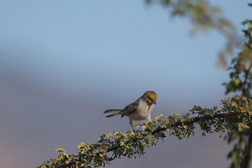 Small Verdin bird with yellow head sitting on a flowering branch against a clear blue sky early in the morning.