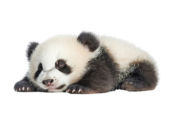 A baby panda, isolate on white background, showcasing its adorable features and playful demeanor. PNG