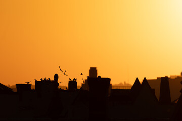 Obraz premium Cityscape sunset silhouette with bird flying over.