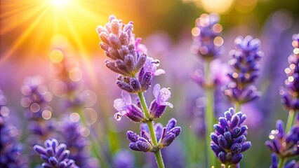 Obraz premium Lavender Blooms Bathed in Golden Light, Dew Drops Glistening with the Promise of a New Day