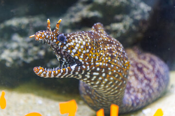 大きく美しいトラウツボ（ウツボ科）。
英名、学名：Dragon Moray (Enchelycore pardalis)伊豆急下田駅のホームにある水槽の魚達。
静岡県下田市-2024年
