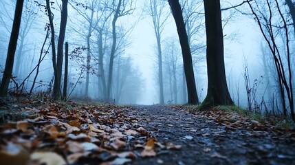 Autumn Forest Path Disappearing into Mist