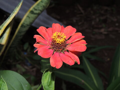 Indonesia, Cilacap, 22 Oktober 2024, A vibrant red zinnia flower with yellow stamens in full bloom, captured up close