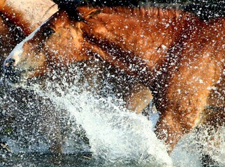Wild Horse Running in River 