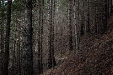 Exploring the Depths of a Quiet Forest