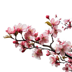 Delicate Cherry Blossoms in Full Bloom on Branches