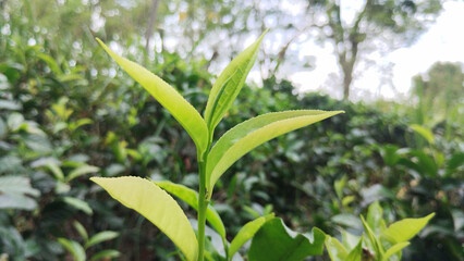 Natural Tea tree branch Close-up