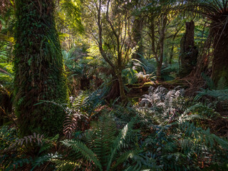 ferns in the forest Tasmania