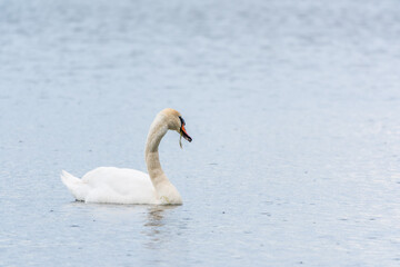 Graceful white Swan swimming in the lake, swans in the wild. Portrait of a white swan swimming on a lake.