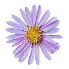 Aster Flower isolated on white background,