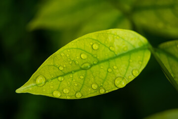 Raindrops on Lush Green Leaf
