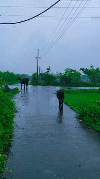 baffalo on the road in rainy season.