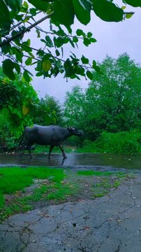 baffalo on the road in rainy season.
