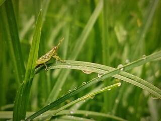 Chapulín verde