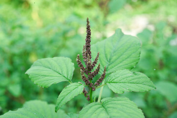 Bayam Duri (Amaranthus spinosus) is a plant that has many benefits but is not consumed like regular spinach.
