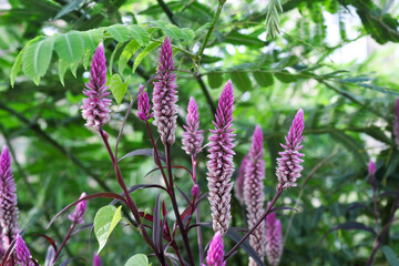 Purple betle flowers in full bloom grow in the wild grass bushes