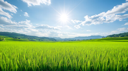 Fototapeta premium A lush rice paddy field with neat, under a bright, sunny sky, green rows stretching into the horizon.