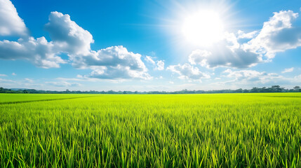 Obraz premium A lush rice paddy field with neat, under a bright, sunny sky, green rows stretching into the horizon.